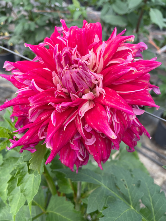TSUKI-NO-SUZU Dahlia Tuber