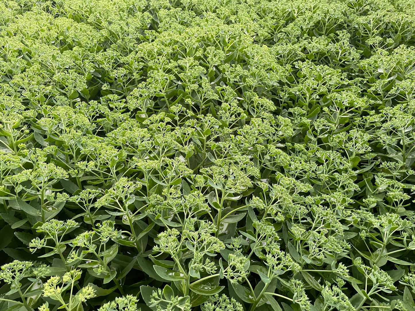 Sedum Autumn Joy (wholesale)