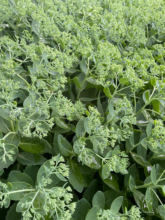 Sedum Autumn Joy (wholesale)