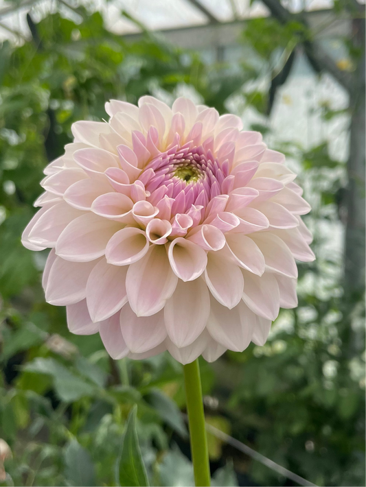Bloomquist Tory P Dahlia Tuber