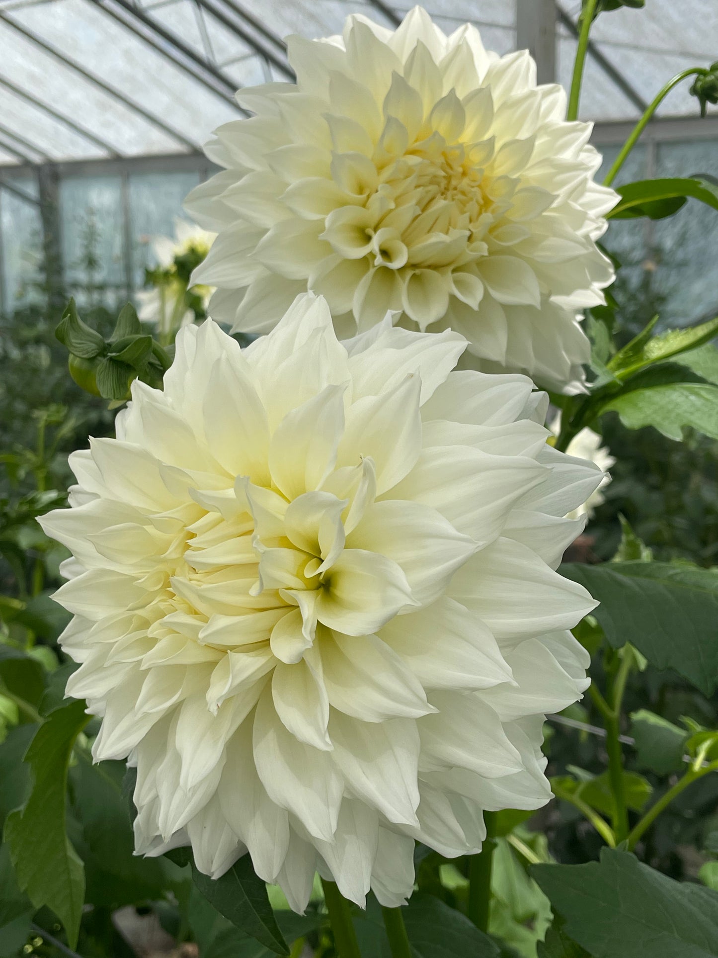 Fleurel Dahlia Tuber