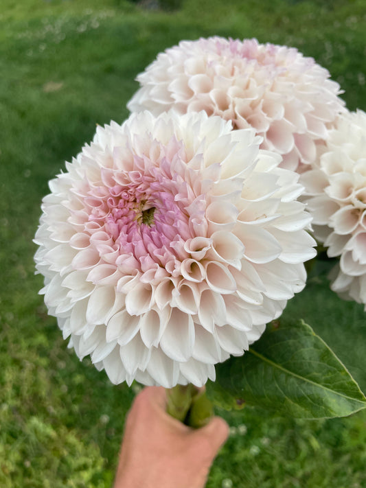 Pink Pearl Dahlia Tuber
