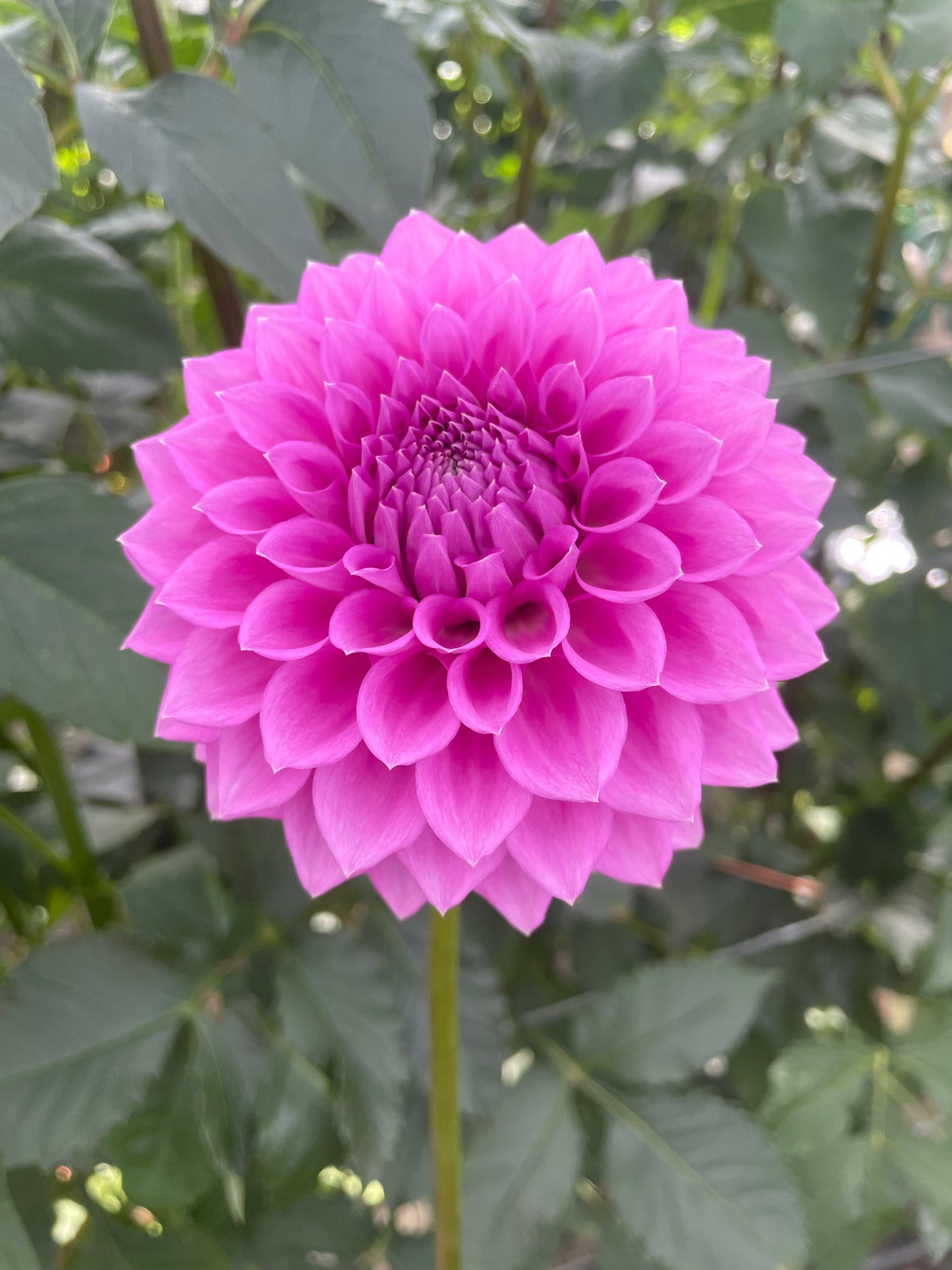 Winkie Wisteria Dahlia Tuber
