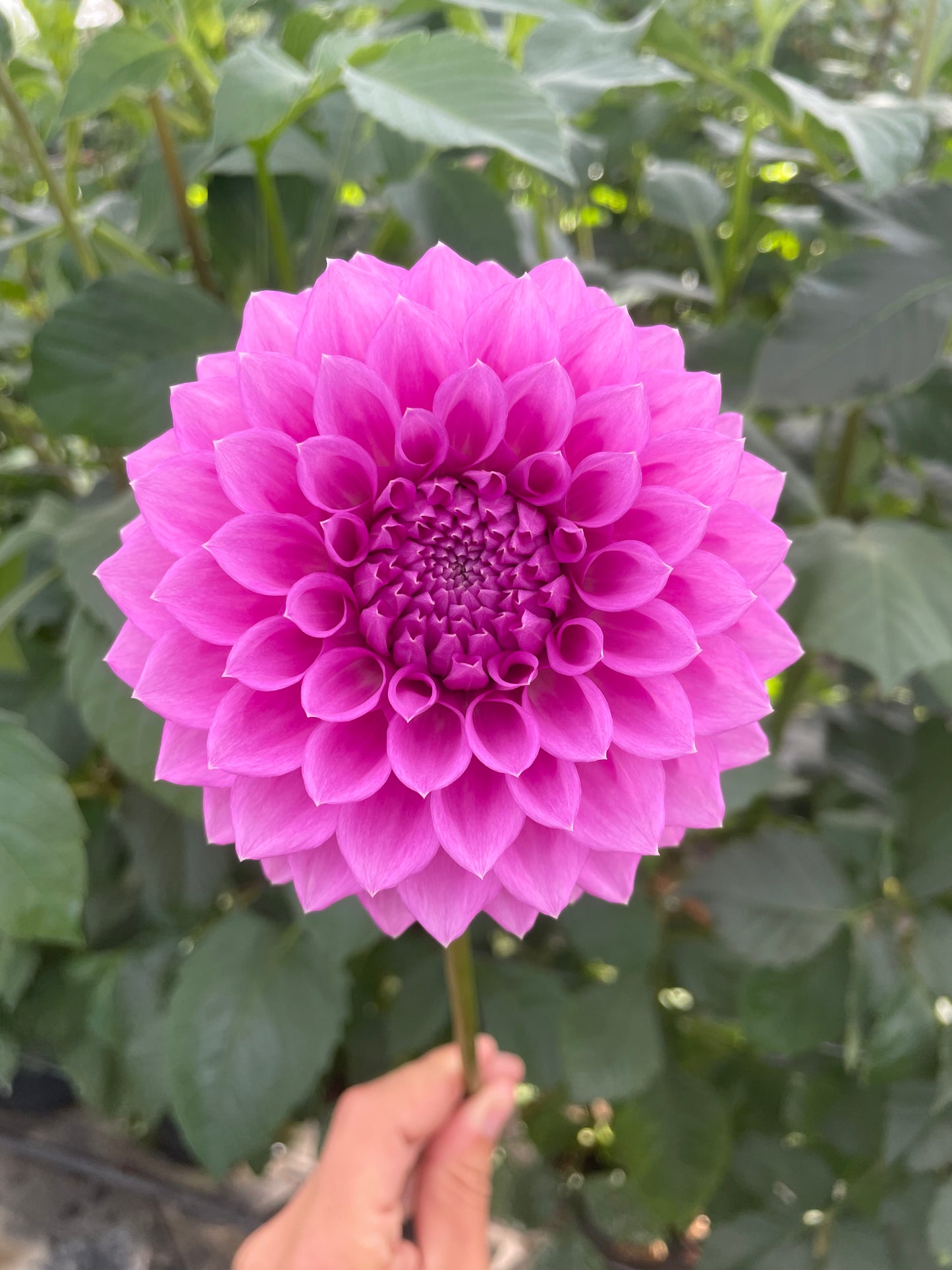Winkie Wisteria Dahlia Tuber