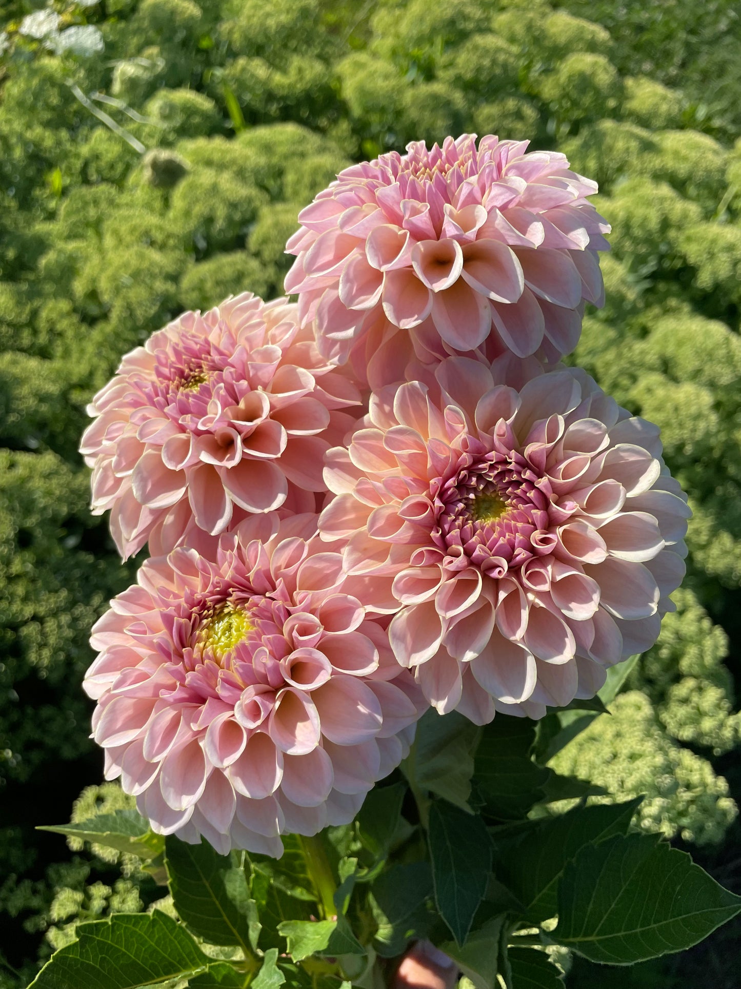 KA's® Cinder Rose Dahlia Tuber