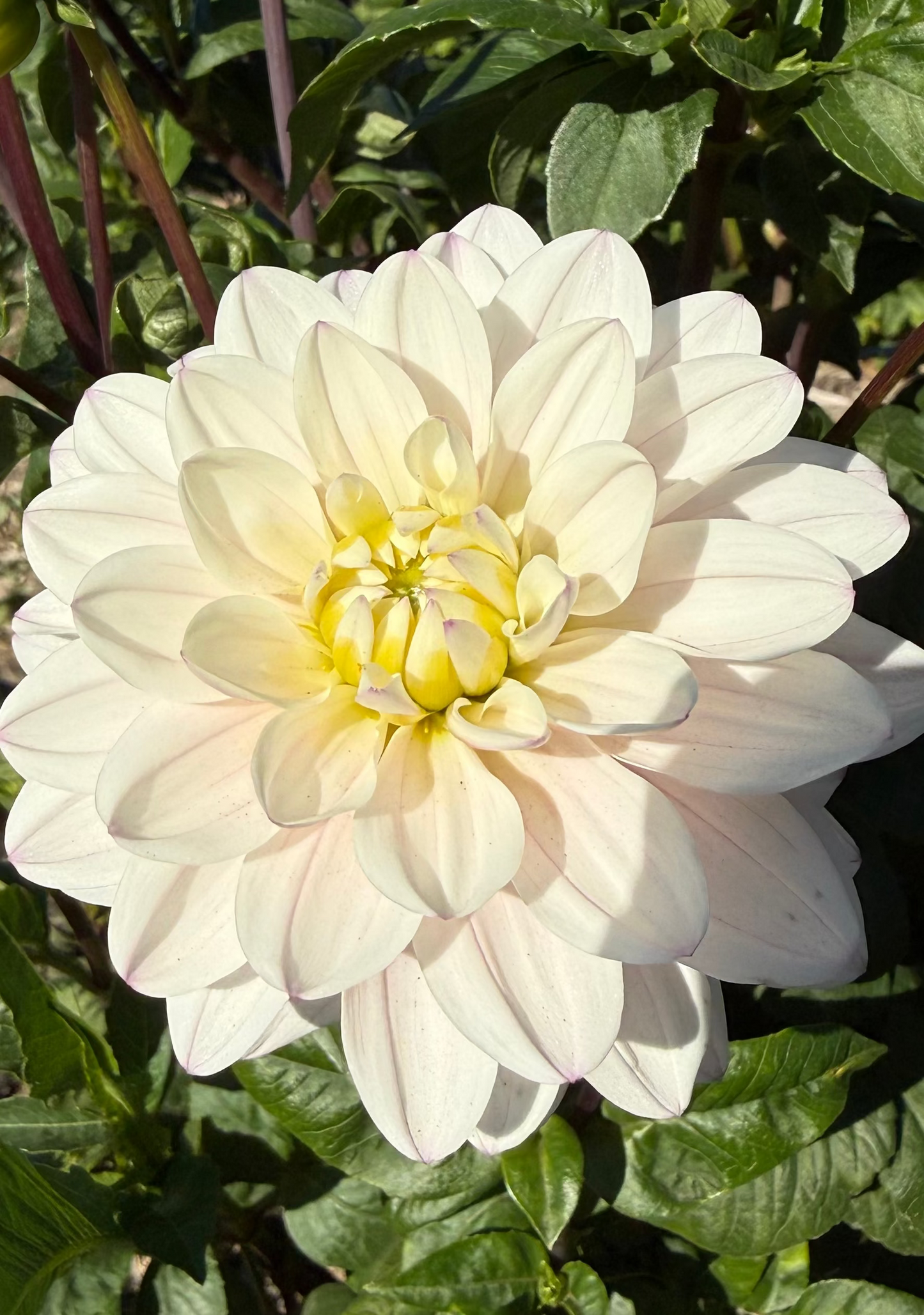 Silver Years Dahlia Tuber