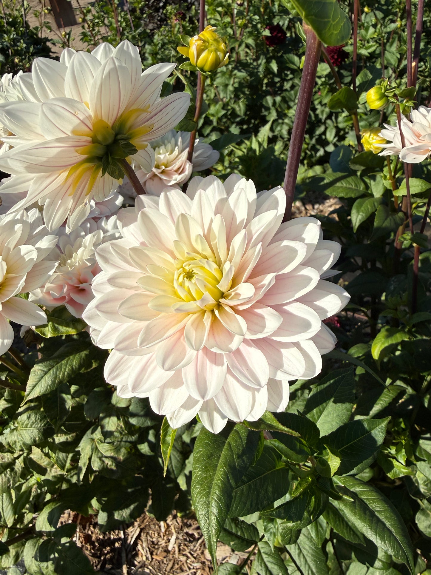 Silver Years Dahlia Tuber
