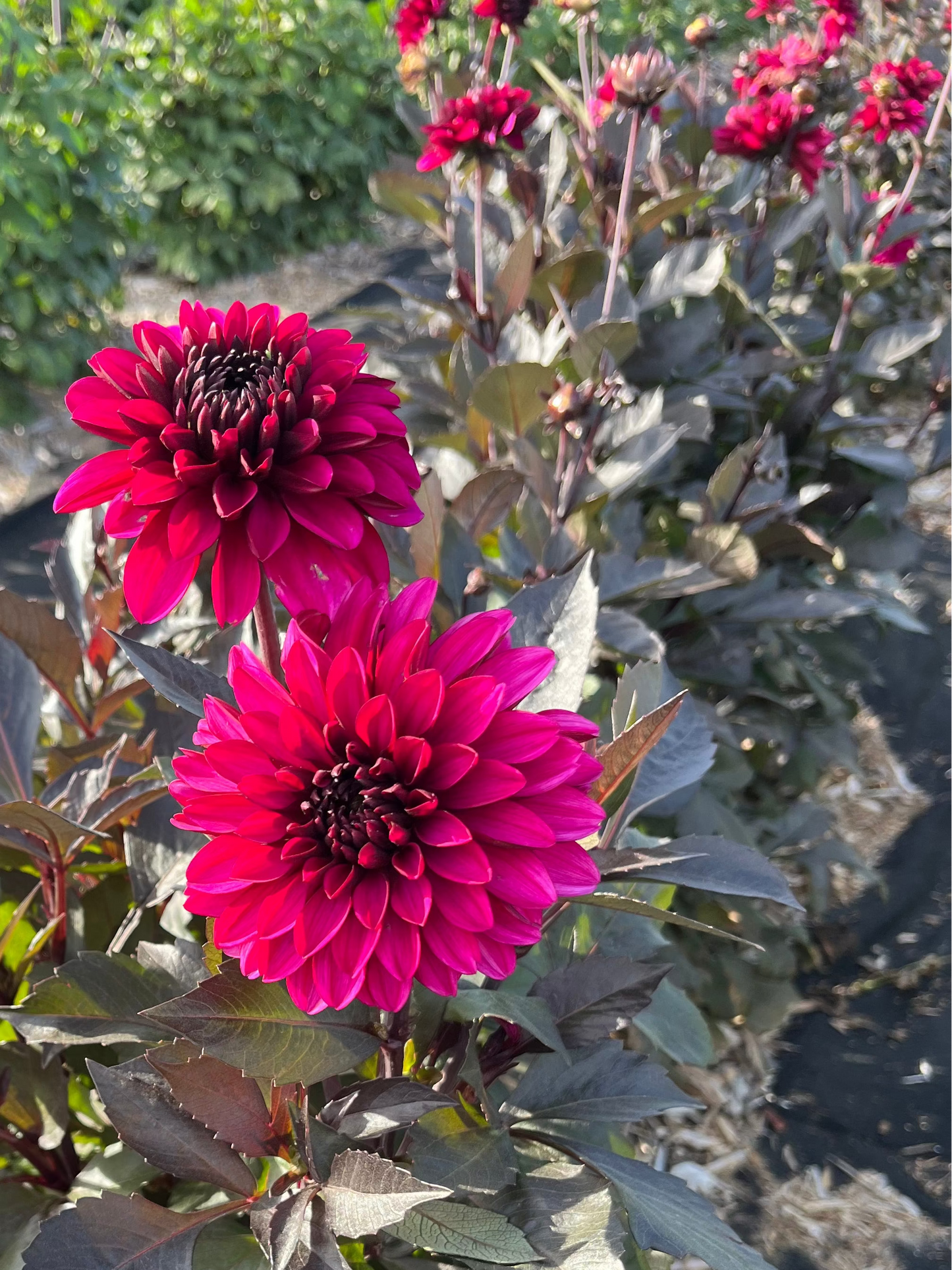 Jennifer Mary Ellen Dahlia Tuber
