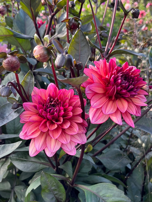 Molly Raven Dahlia Tuber