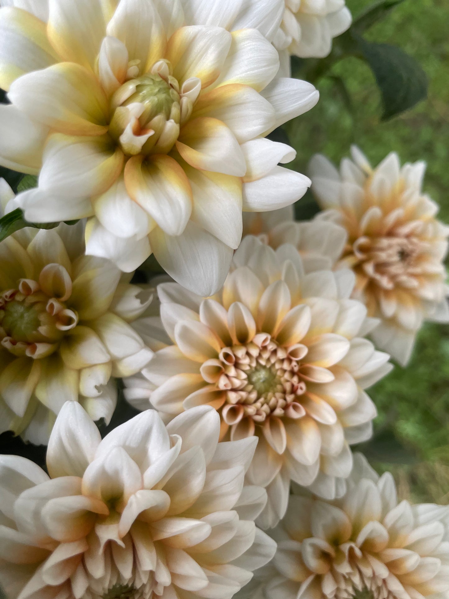 Orange Perception Dahlia Tuber