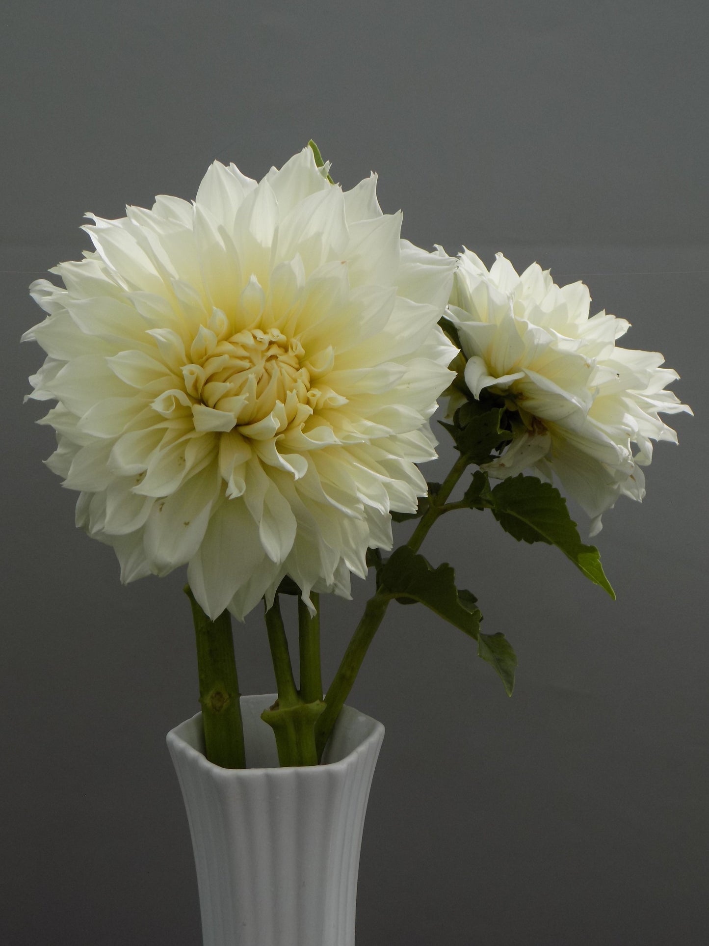 Fleurel Dahlia Tuber