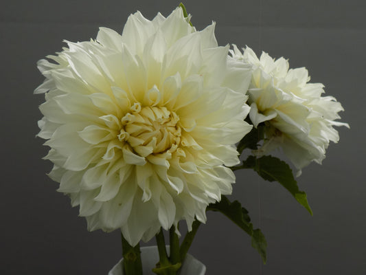 Fleurel Dahlia Tuber