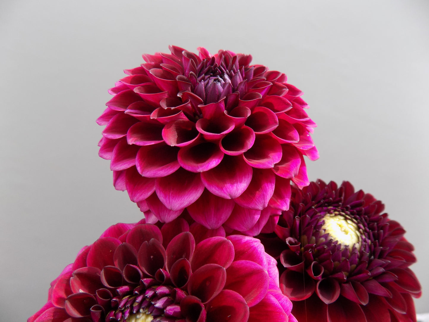 Babette Dahlia Tuber