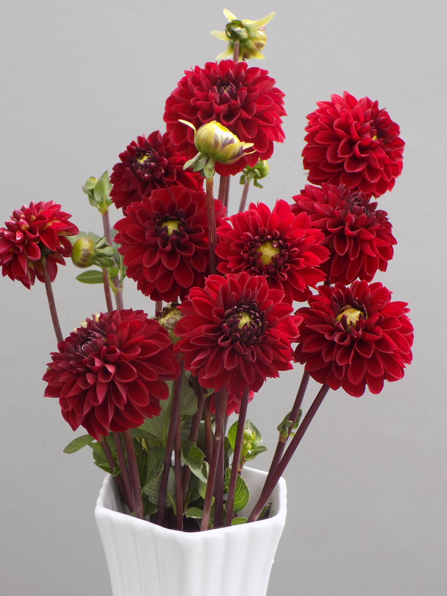 Viking Dahlia Tuber