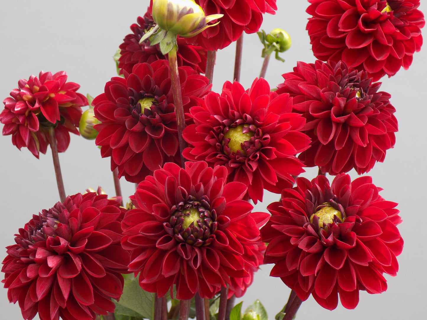 Viking Dahlia Tuber
