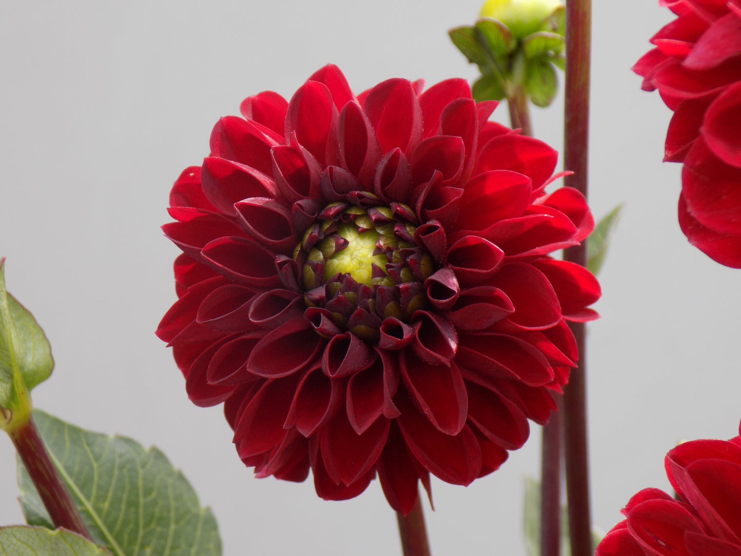 Viking Dahlia Tuber