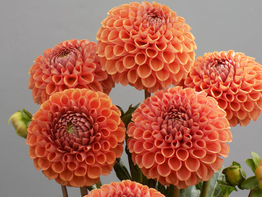 Beginner-Friendly Dahlia Bundle (10)