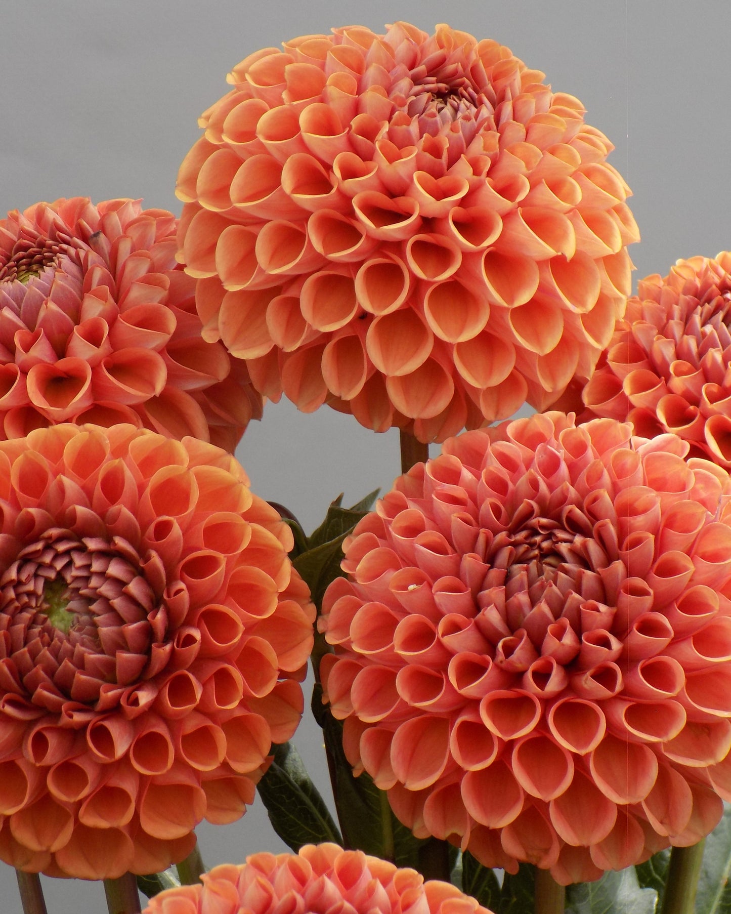 Cornel Bronze Dahlia Tuber