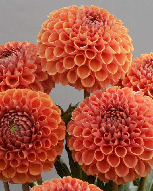 Cornel Bronze Dahlia Tuber