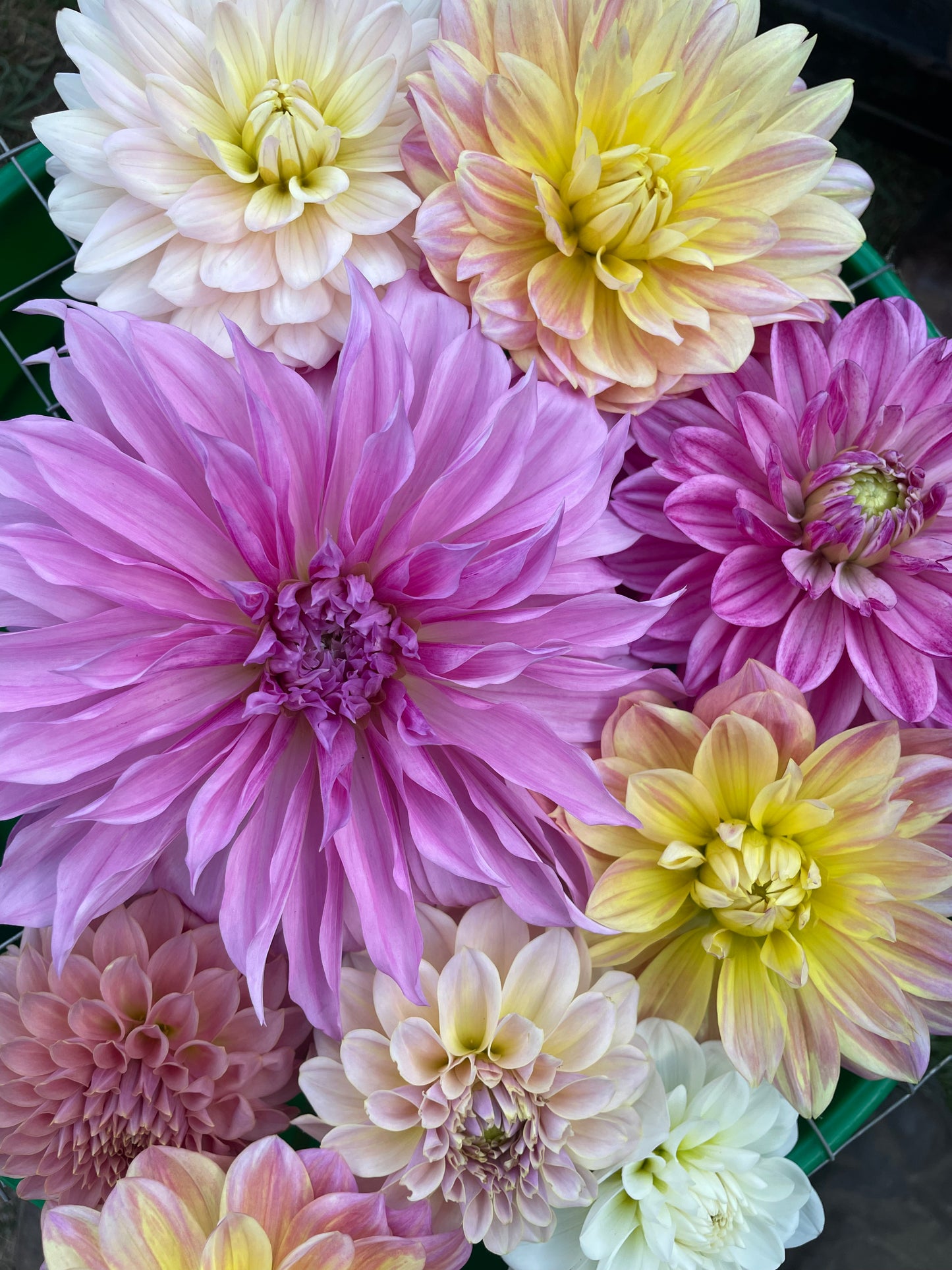 Lileah Mailman Dahlia Tuber
