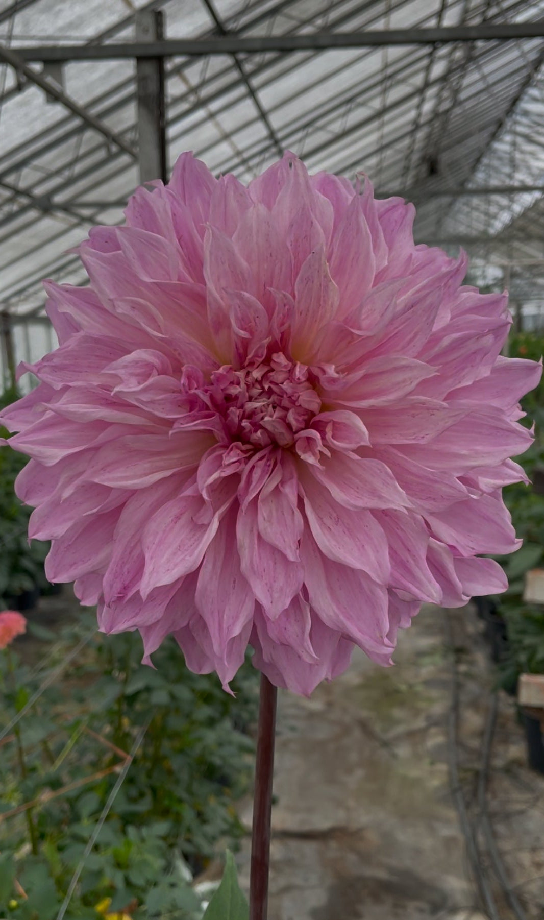 Lileah Mailman Dahlia Tuber