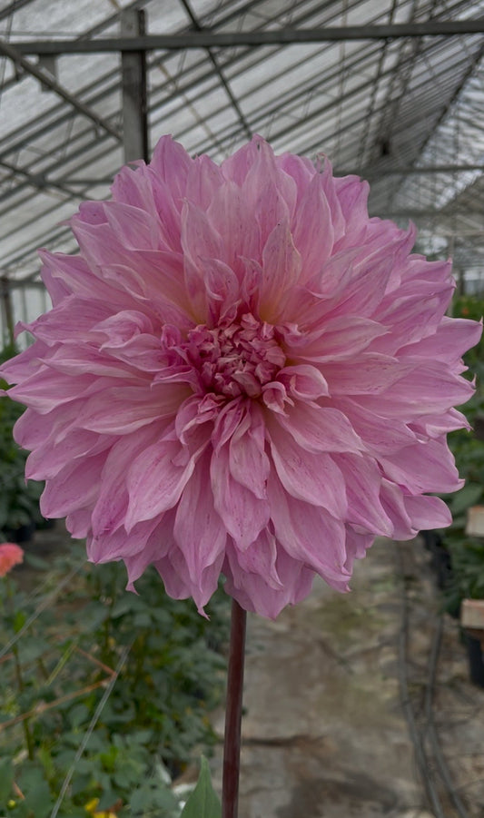 Lileah Mailman Dahlia Tuber