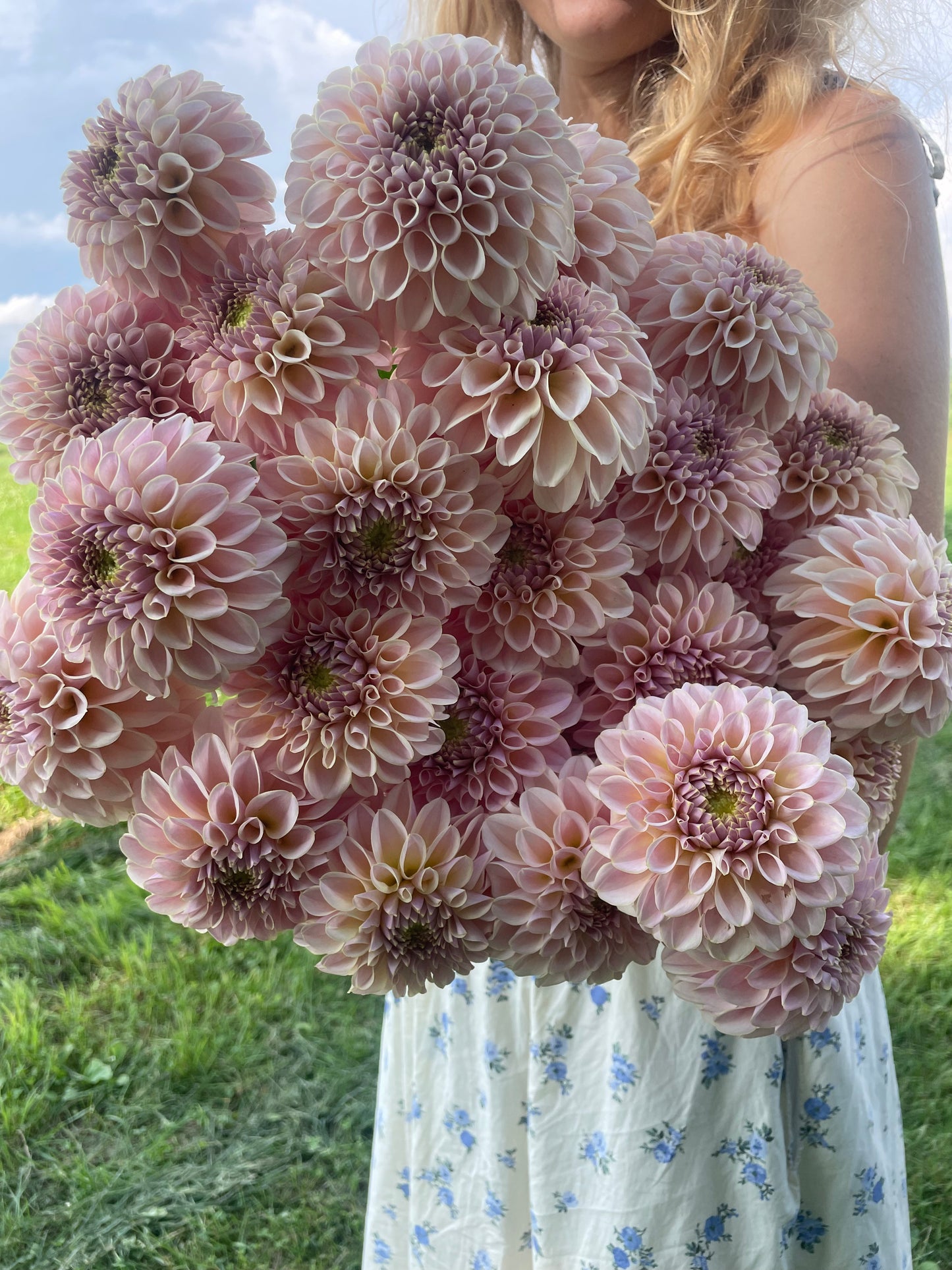 KA's® Cinder Rose Dahlia Tuber