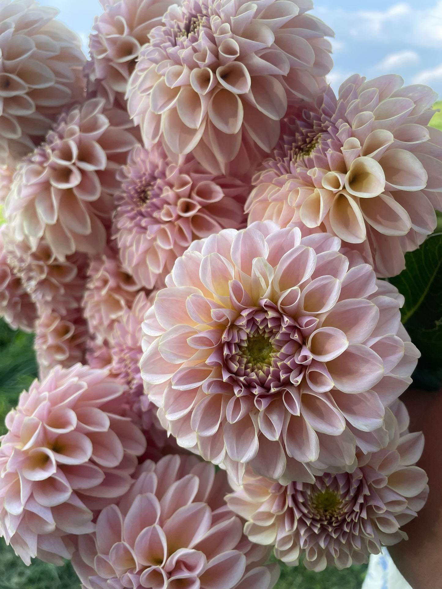KA's® Cinder Rose Dahlia Tuber