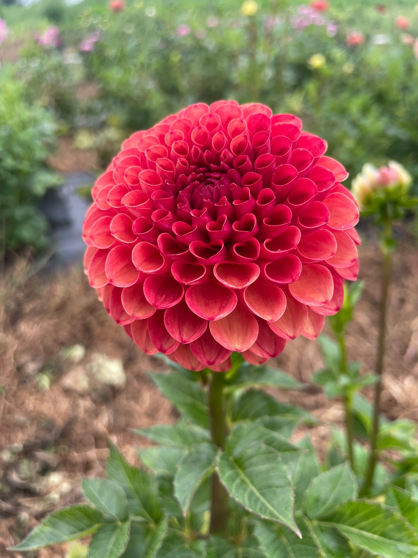 Valley Rust Bucket Dahlia Tuber