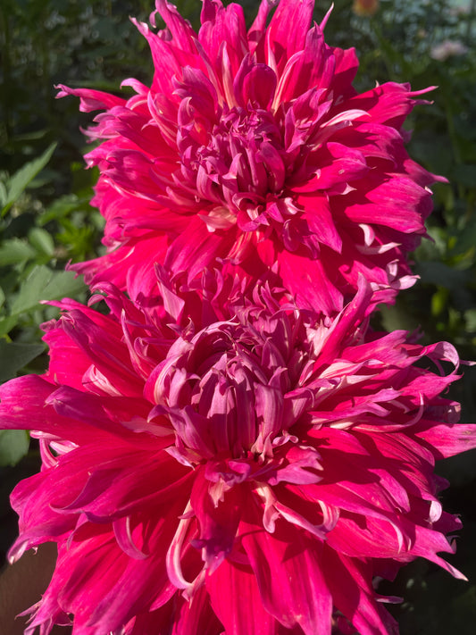 TSUKI-NO-SUZU Dahlia Tuber