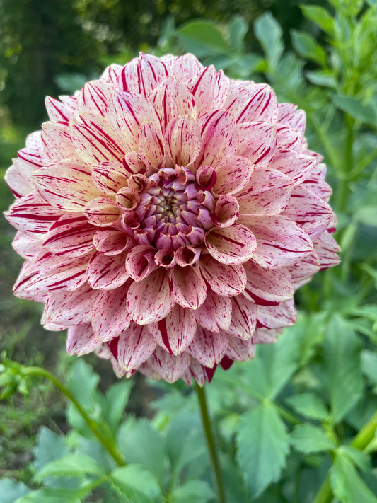 Florelie Honey Red Dahlia Tuber