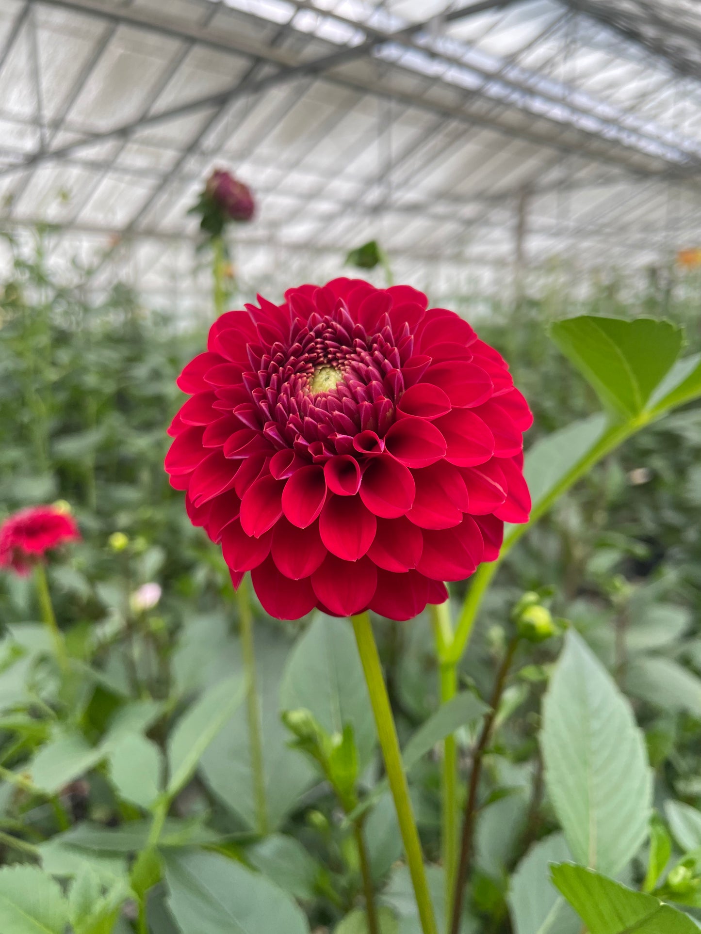 Florelie Vendetta Dahlia Tuber