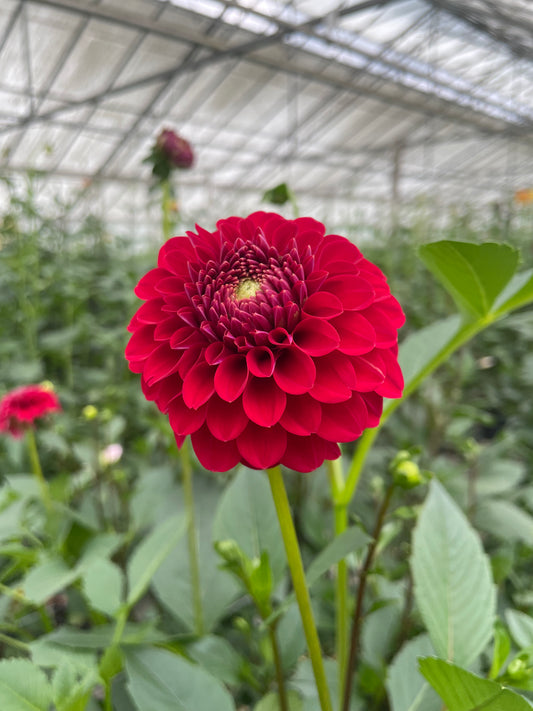 Florelie Vendetta Dahlia Tuber