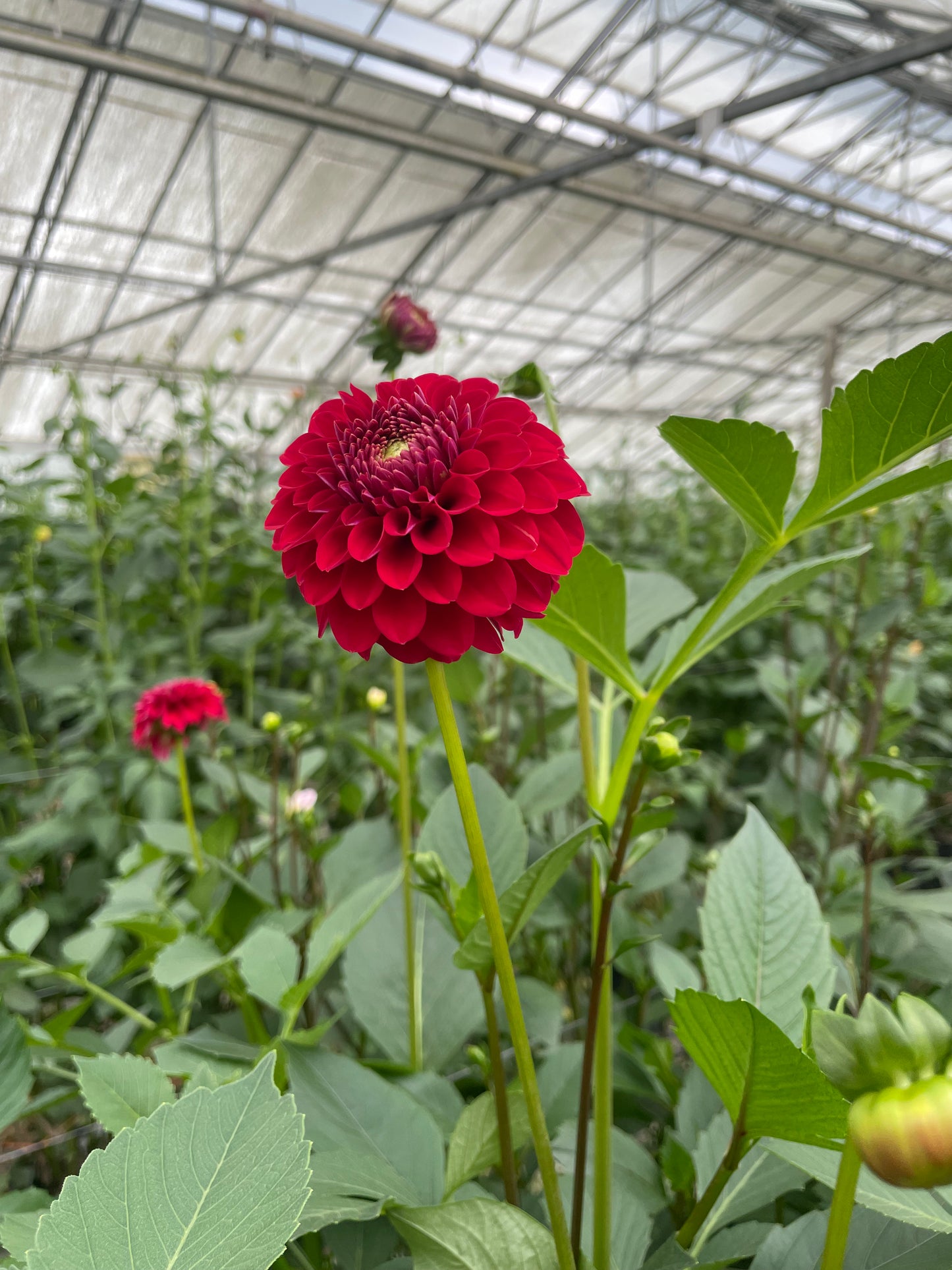Florelie Vendetta Dahlia Tuber