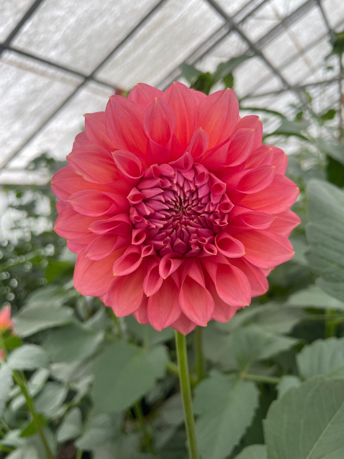 RM Pink Sugar Dahlia Tuber