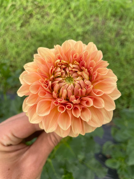Florelie Nectar Dahlia Tuber