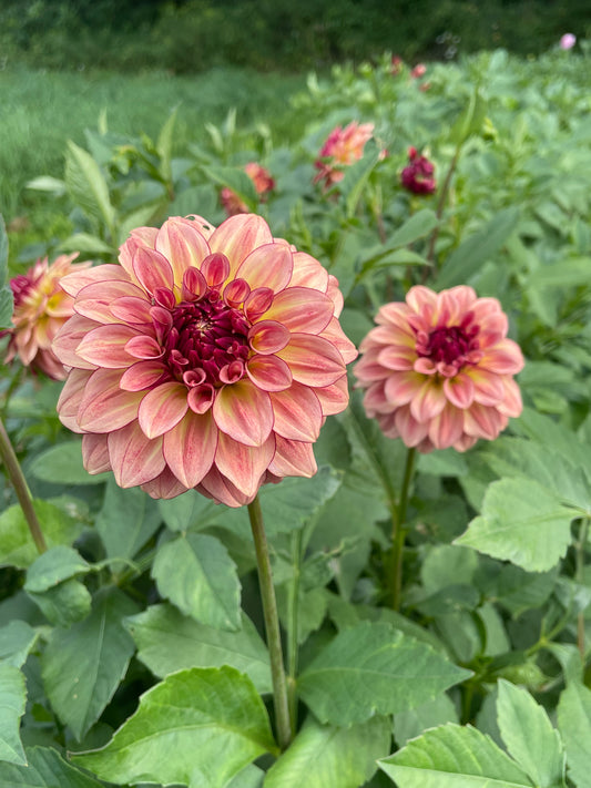 KA's® Mocha Katie Dahlia Tuber