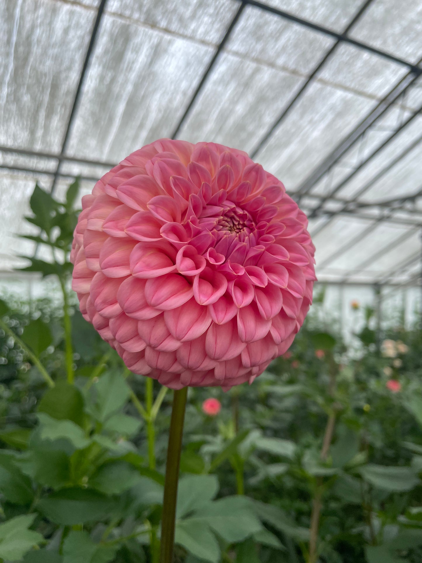 Bracken Sonya Louise Dahlia Tuber