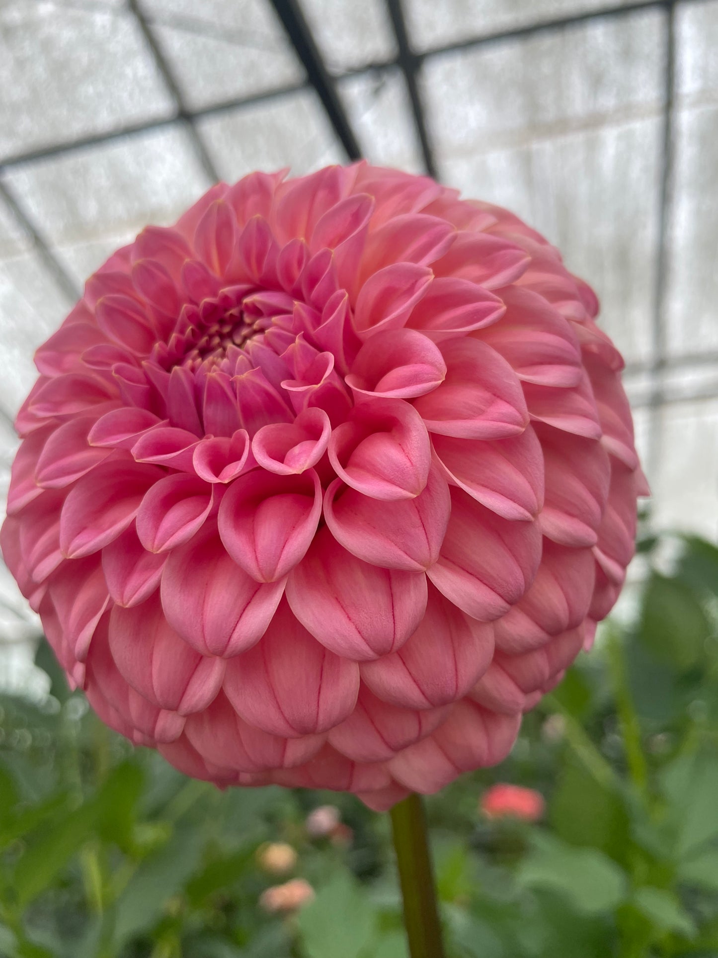 Bracken Sonya Louise Dahlia Tuber