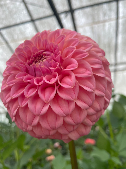 Bracken Sonya Louise Dahlia Tuber