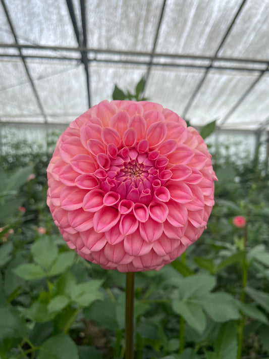 Bracken Sonya Louise Dahlia Tuber