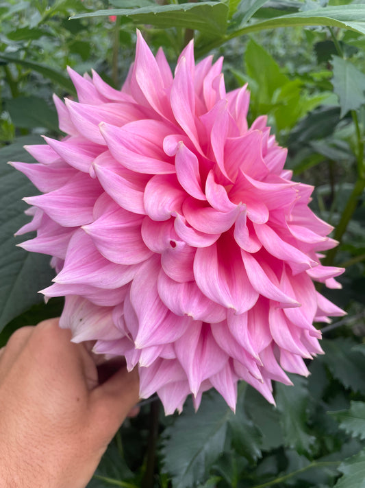 Formby Monarch Dahlia Tuber