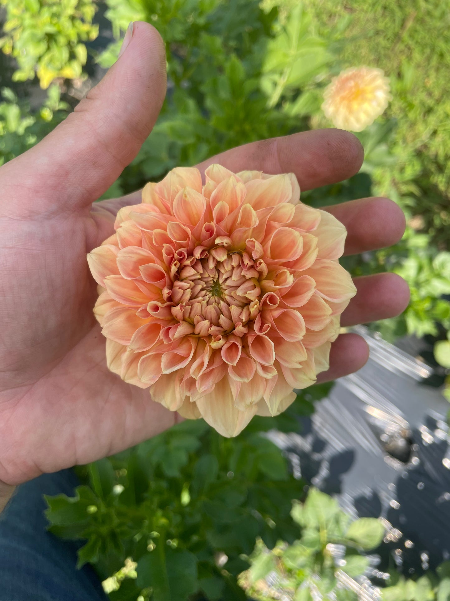 Florelie Nectar Dahlia Tuber