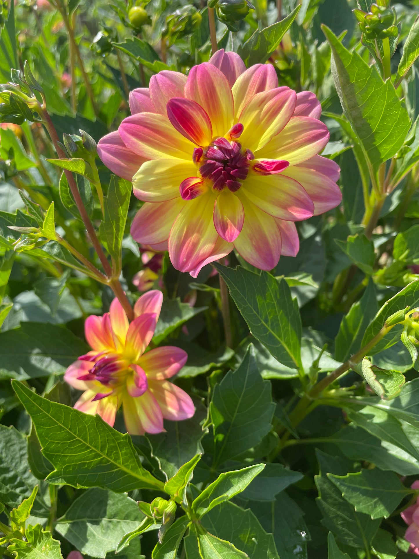Pacific Ocean Dahlia Tuber
