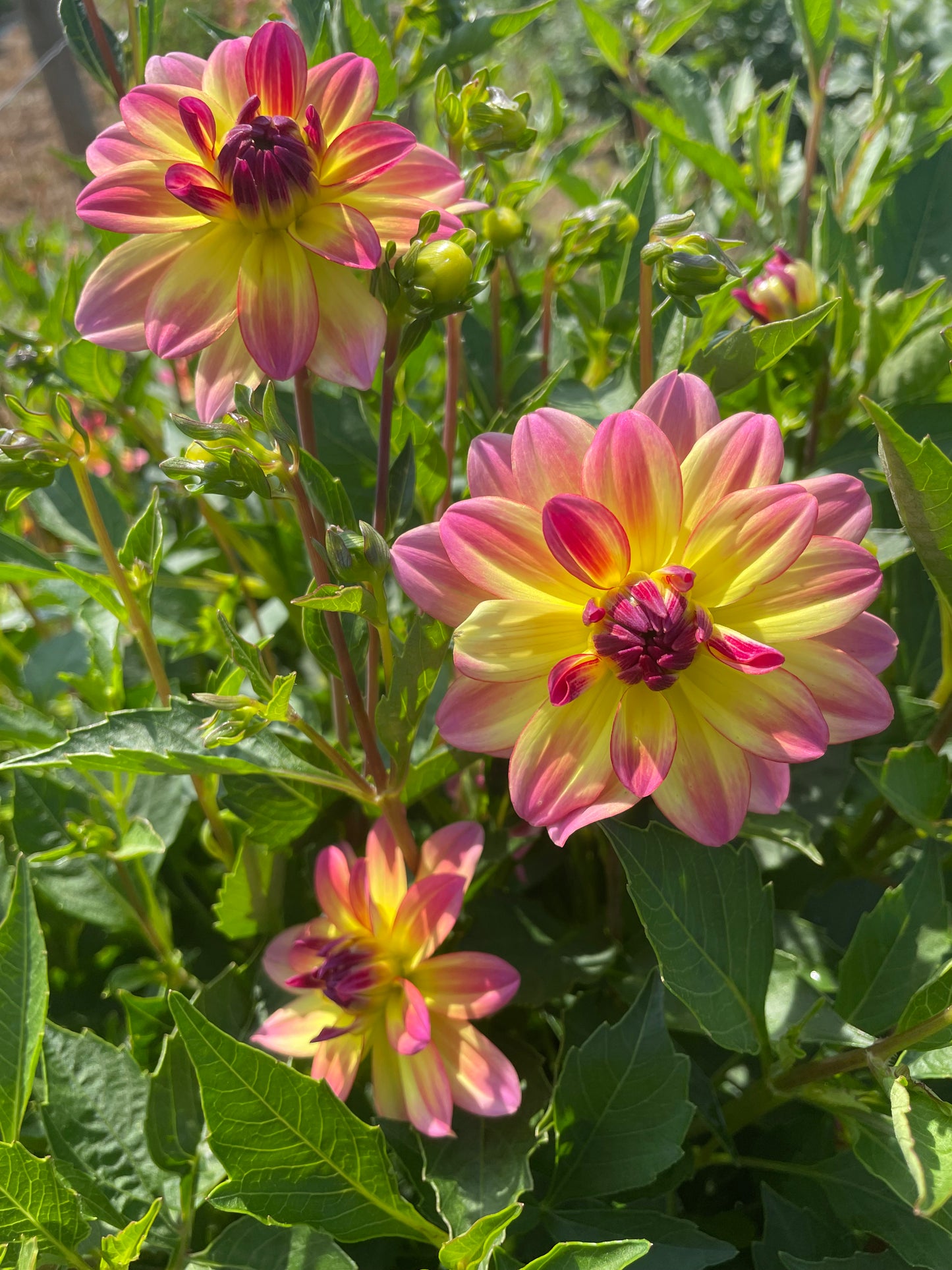Pacific Ocean Dahlia Tuber