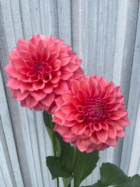 RM Pink Sugar Dahlia Tuber
