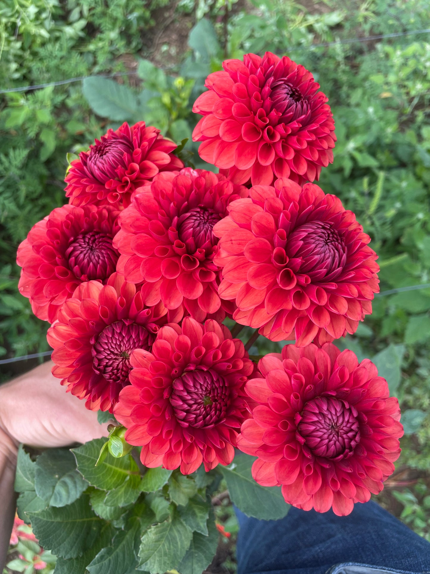 Brown Sugar Dahlia Tuber