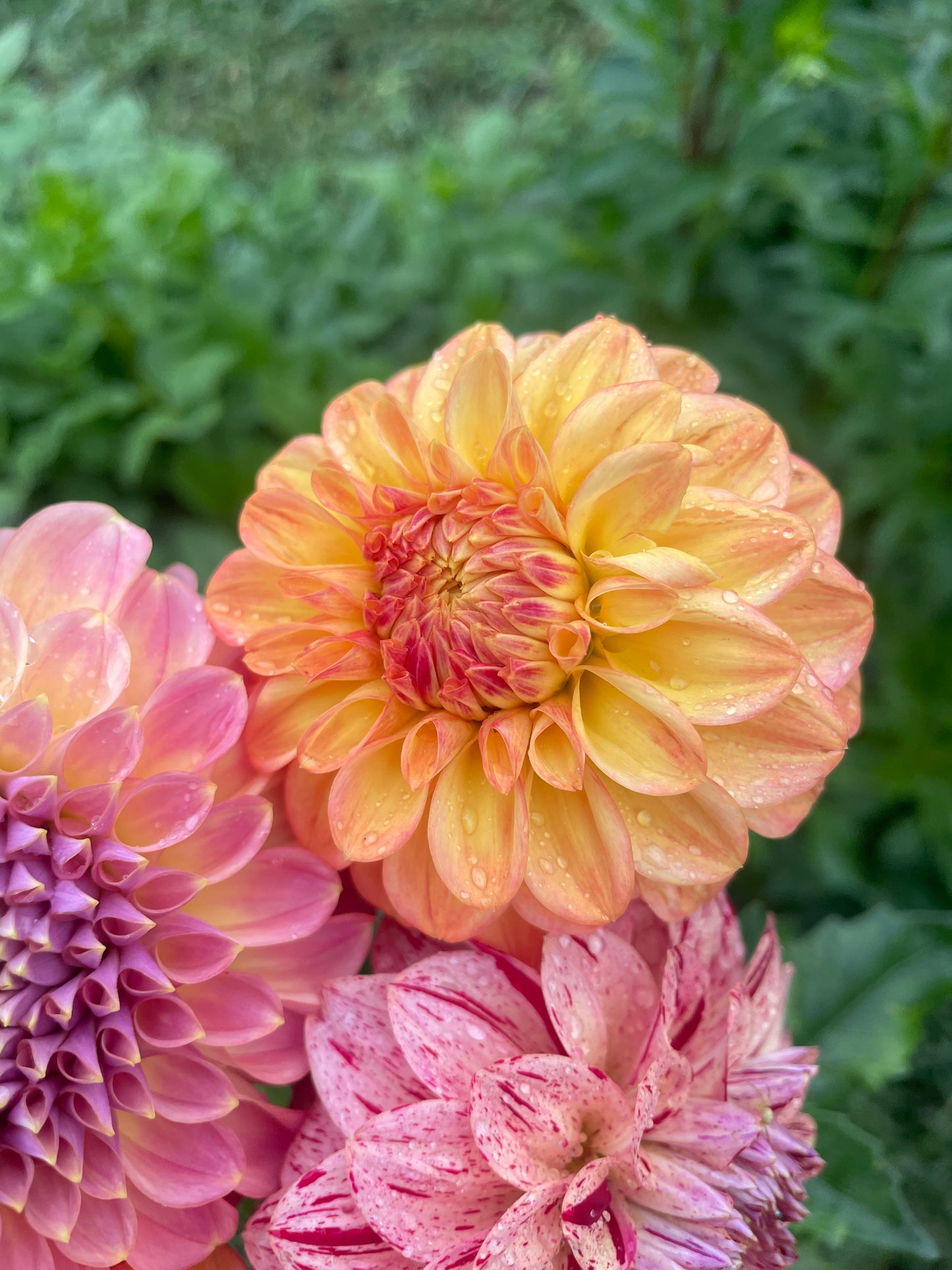 Florelie Mandarin Dahlia Tuber