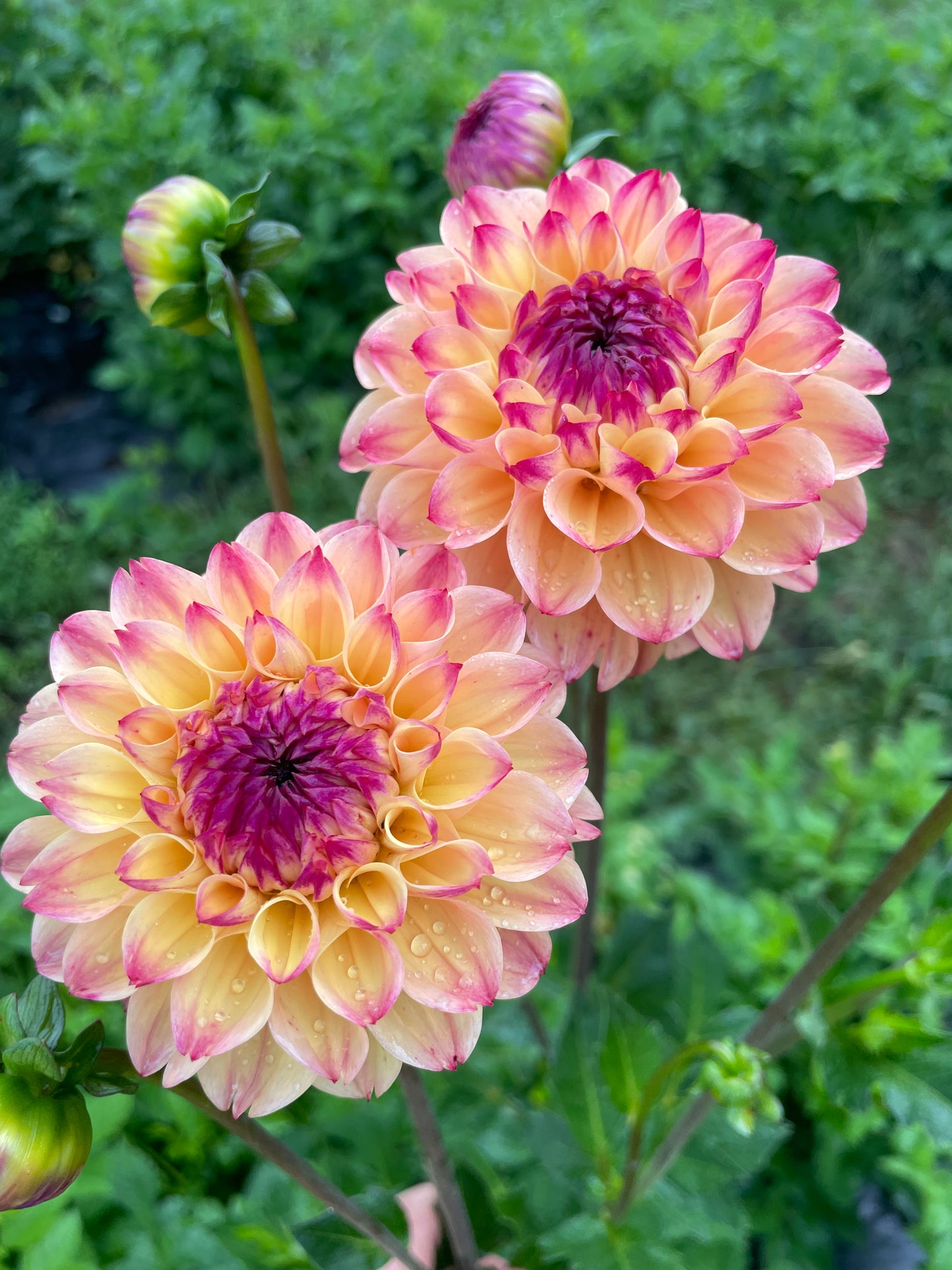 Skeena Ruby Duby Dahlia Tuber