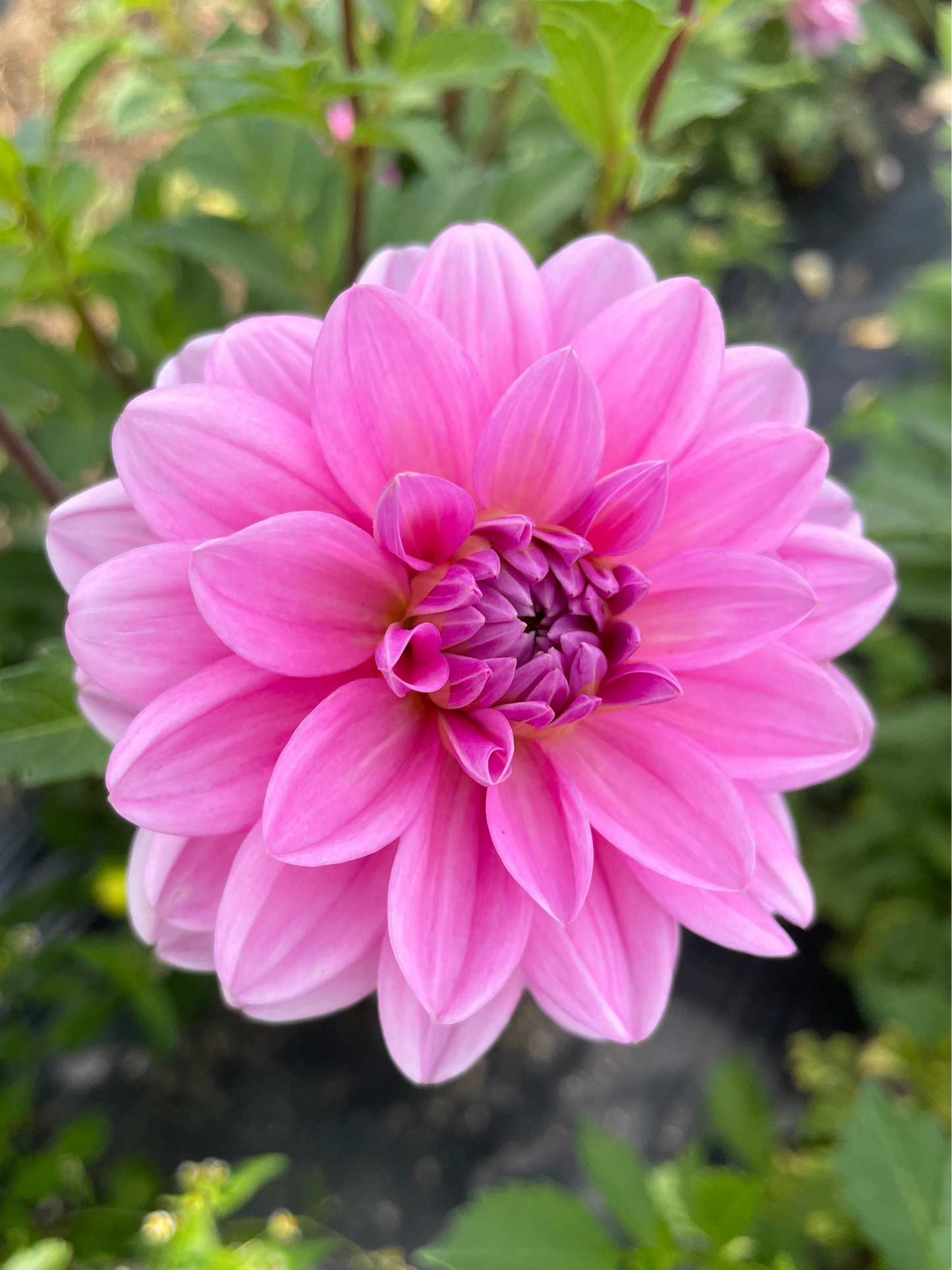 Pink Onesta Dahlia Tuber